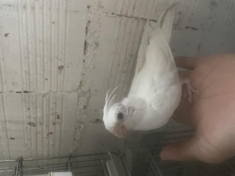 Yavru albino sultan papağanı