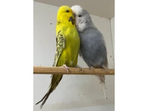 Show jumbo muhabbet kuşu