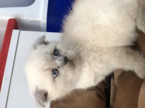 Scottish blue point