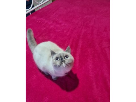 Exotic blue point dişi british shorthair