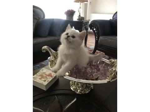 Soylu anne babadan nadir güzellikte british shorthair silver