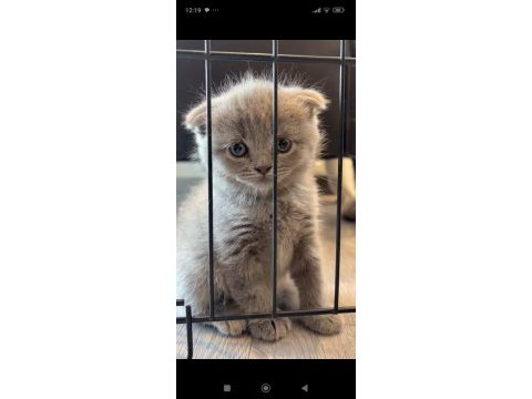 British ve scottish fold yavrular yeni yuvalarını arıyor