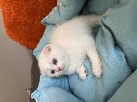 Scottish fold bebekler yeni yuvalarına teslime hazır.