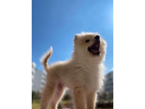 4 aylık pomeranian yavru