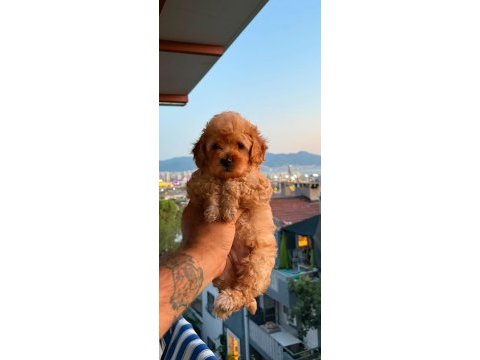 Sağlık ve ırk garantili maltipoo yavrular