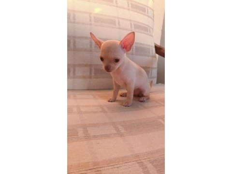 Safkan tea cup chihuahua yavruları muhteşem anatomide