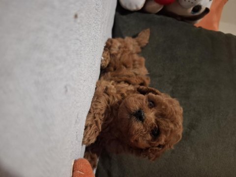 Minik ama sevgi oldu toy poodle yavrular