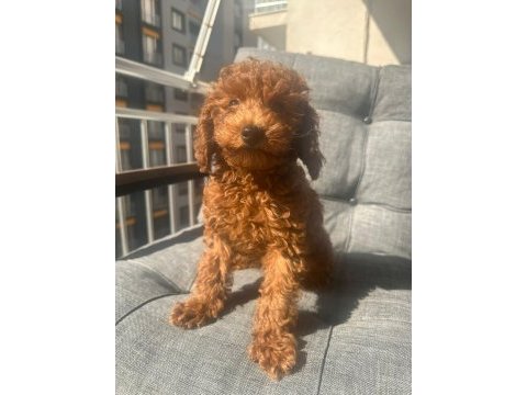 3 aylık erkek poodle
