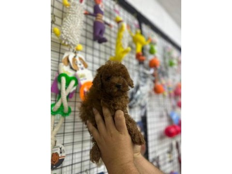 Ünlü üretici kore’den ankara’ya poodle