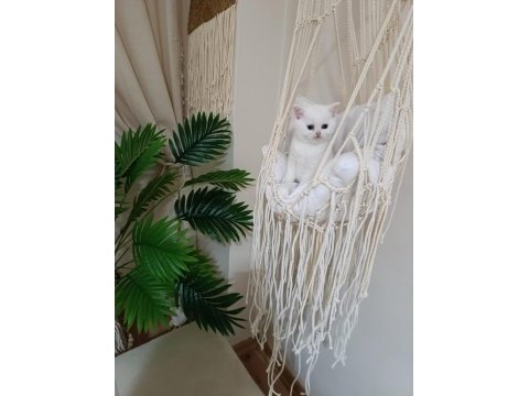 Sevimli british shorthair bebekler