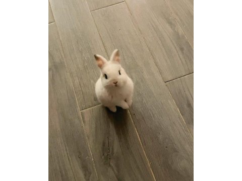 Yavru cüce tavşanlar gün içi gönderim mevcut