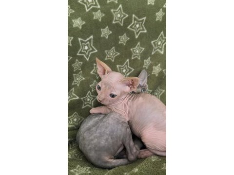 Naked beauty sphynx cattery