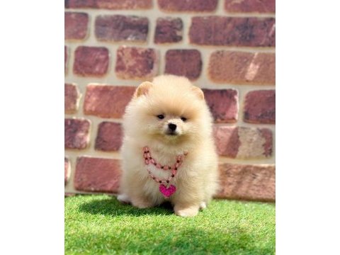 Türkiyenin en küçük köpekleri pomeranian boo