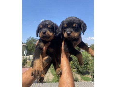 Koca kafa rottweiler yavruları burkem‘den