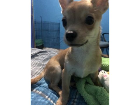 1.5 yaşında erkek chihuahua