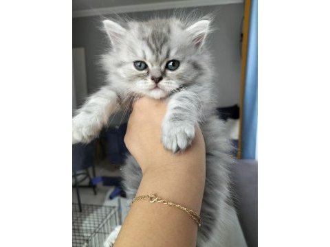 British shorthair silver point ve brown tabby yavrular