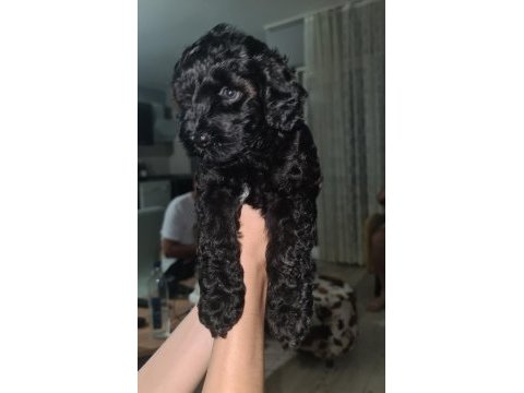 2 aylık siyah toy poodle dişi