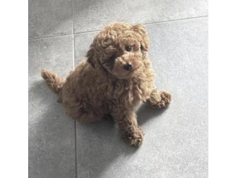 Sağlıklı toy poodle