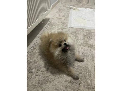 Pomeranian boo erkek ve dişi yavrularımız