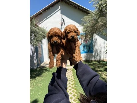 Ruhsatlı poodle evinden erkek dişi poodle bebeklerim