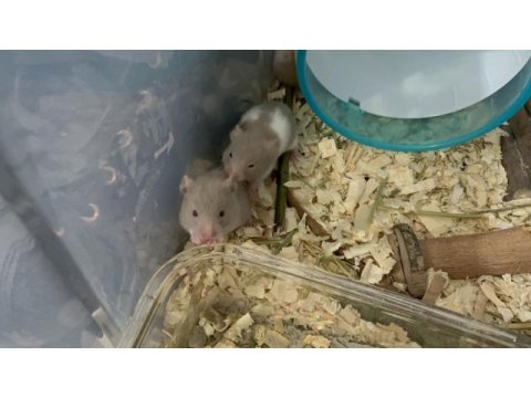 1,5 aylık suriye hamster