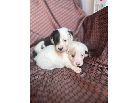 Her renk border collie yavrusu (bursa köpek okulu)