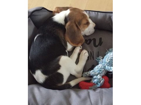 Elizabet beagle yavrularımız