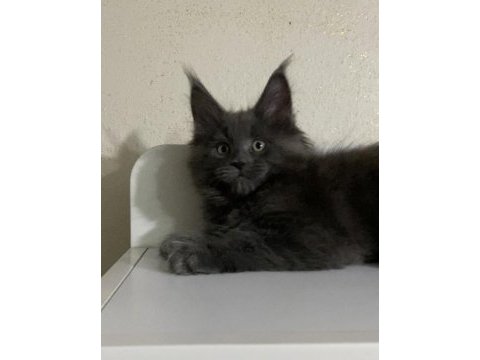 Xxl dev erkek yavru maine coon