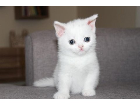 Safkan british shorthair yavru