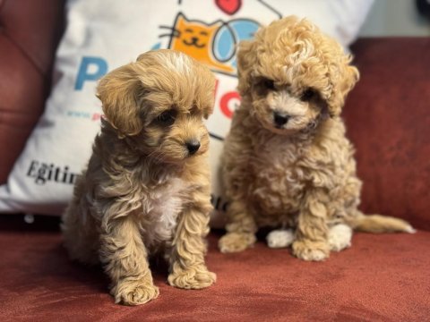 Ultra kalite maltipoo yavrularımız aşılı pasaportlu
