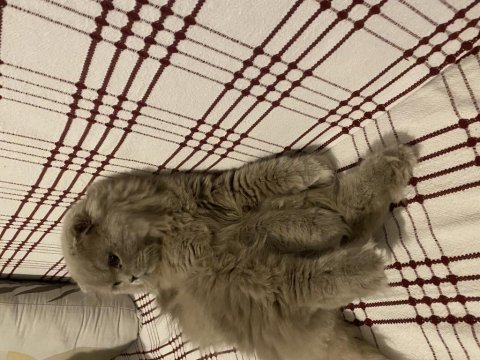 Scottish fold longhair