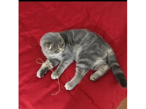 Scottish fold 2.5 yaşında bütün eşyalarıyla verilecektir