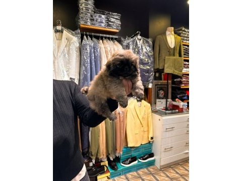 Pekinez yavrularımız yeni ailesini beklemekte