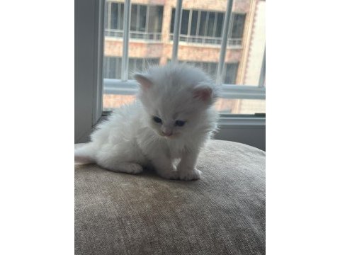 British longhair yavru