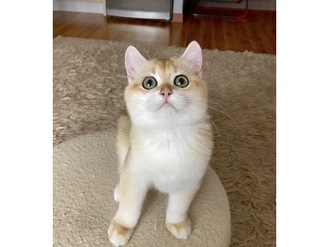 Safkan british shorthair golden erkek yavru