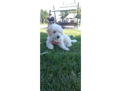 Maltipoo 4 aylık