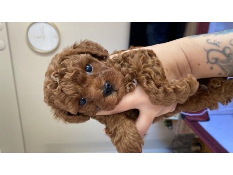 Evde büyüyen kore teacup poodle