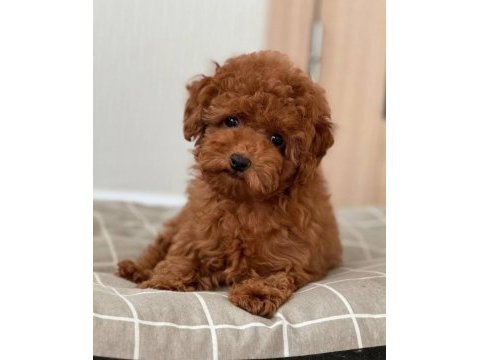 Toy poodle yavrular