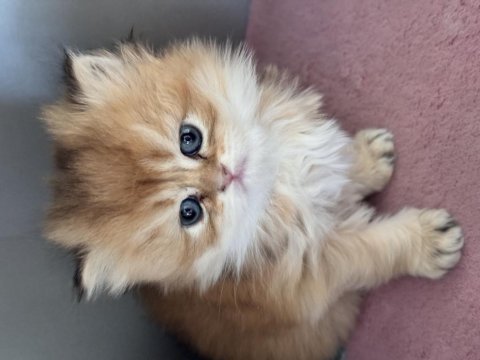 Safkan british longhair golden bebekler
