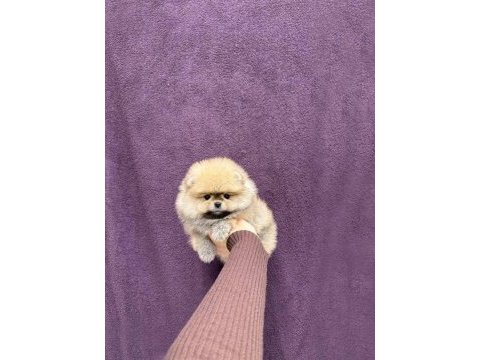 Pomeranian boo köpeği