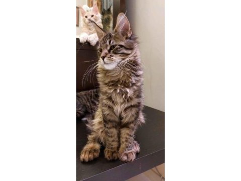 Full şecereli maine coon ünvanlı ebeveynlerden