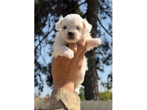 Acele edin maltipoo bebekler sizi bekliyor