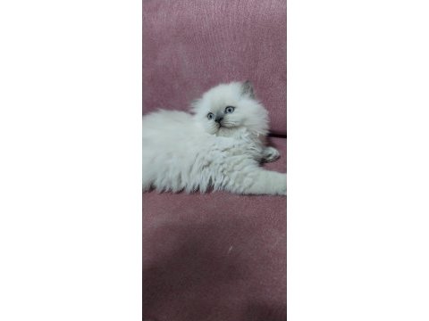 Bebiş british longhair kedilerim yeni yuvalarını arıyor