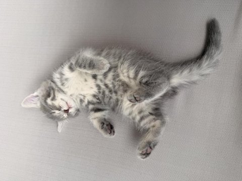 British longhair 55 günlük