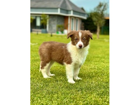 Kahverengi border collie yavruları aşıları tam 