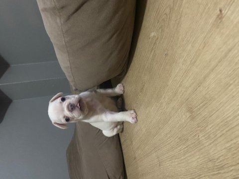 Egzotik french bulldog yavrularımız ev ortamında büyüyorlar