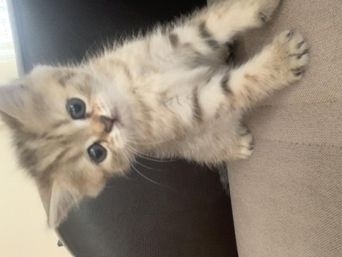 Black golden british shorthair yavru