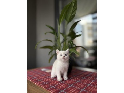 Brıtısh shorthair sılver  yavrularım 