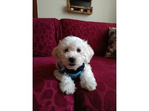 Orjinal maltese yavrusu