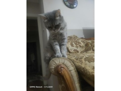 Dişi british whiskas 2 yaşında